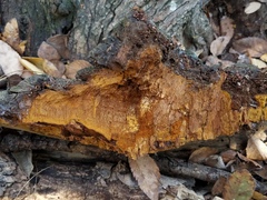 Phellinus badius