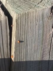 Coccinella septempunctata