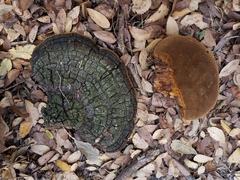 Phellinus badius