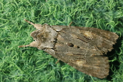 Lithophane furcifera