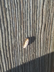 Coccinella septempunctata