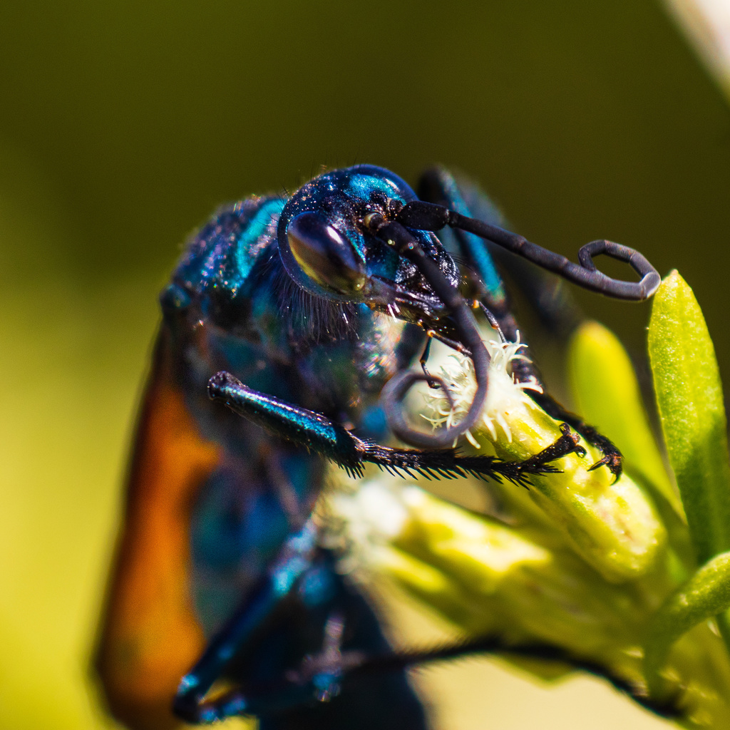 Pepsis limbata
