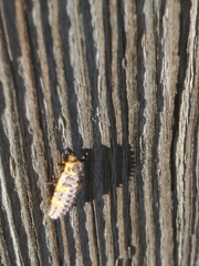 Coccinella septempunctata