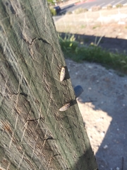 Coccinella septempunctata
