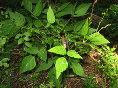 Hylodesmum podocarpum oxyphyllum