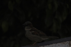 Passer domesticus