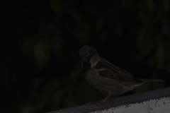 Passer domesticus
