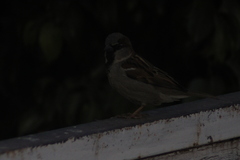 Passer domesticus