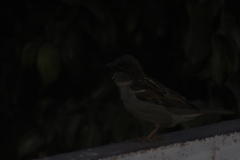 Passer domesticus
