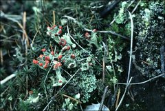 Cladonia coccifera