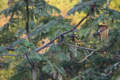 Ortalis poliocephala