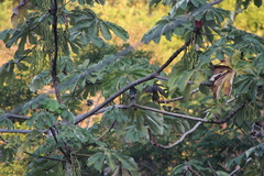 Ortalis poliocephala