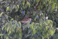 Passer domesticus