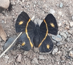 Parcella amarynthina