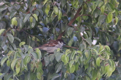 Passer domesticus