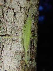 Beiericolya tardipes