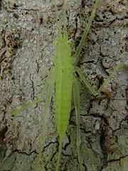 Beiericolya tardipes