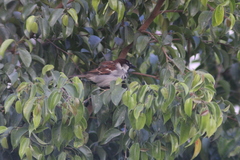 Passer domesticus