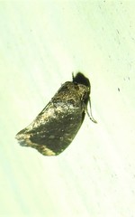 Elusa oenolopha