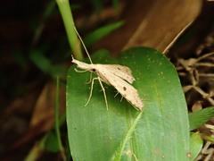 Trigonistis andersoni