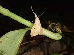 Trigonistis andersoni