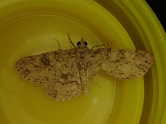 Cleora idiocrossa