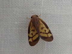 Scolypopa