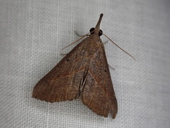 Hypena masurialis