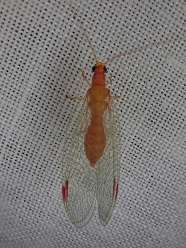 Mallada metastigma