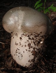 Lycoperdaceae