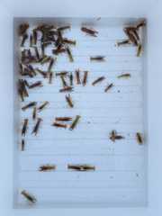 Cambarellus montezumae