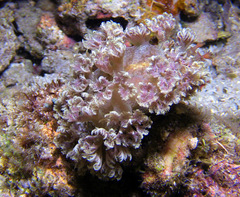 Marionia arborescens