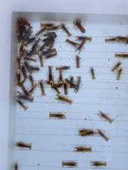 Cambarellus montezumae