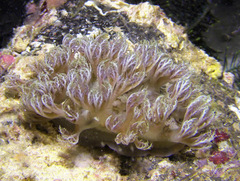 Marionia arborescens