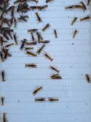 Cambarellus montezumae