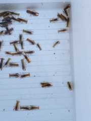 Cambarellus montezumae