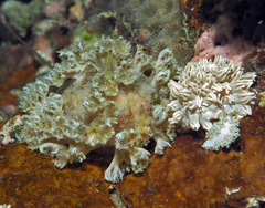 Marionia arborescens