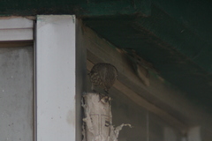 Haemorhous mexicanus