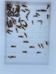 Cambarellus montezumae