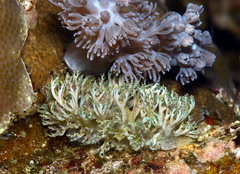 Marionia arborescens