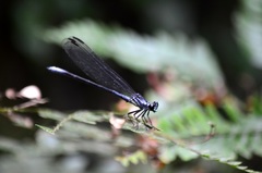Bayadera brevicauda