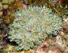 Marionia arborescens