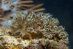 Marionia arborescens