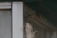 Haemorhous mexicanus