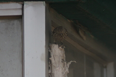 Haemorhous mexicanus
