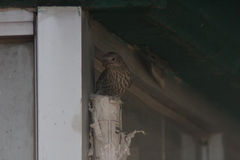 Haemorhous mexicanus