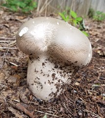 Lycoperdaceae