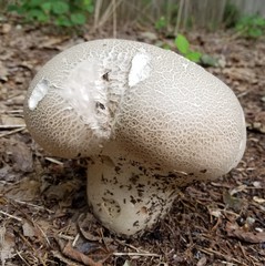 Lycoperdaceae