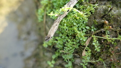 Callitriche japonica