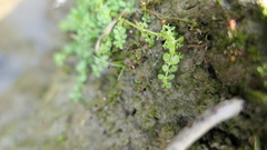 Callitriche japonica